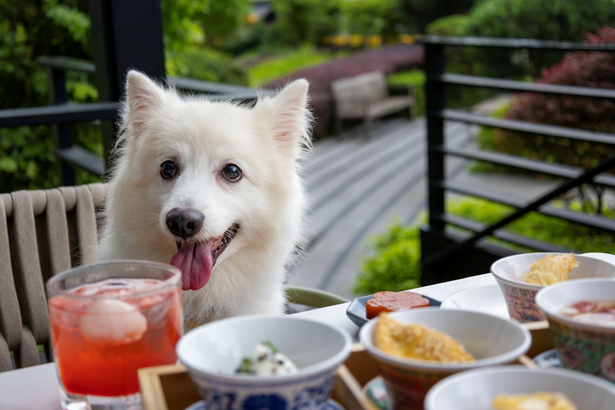 Pets-friendly Imperial High Tea 